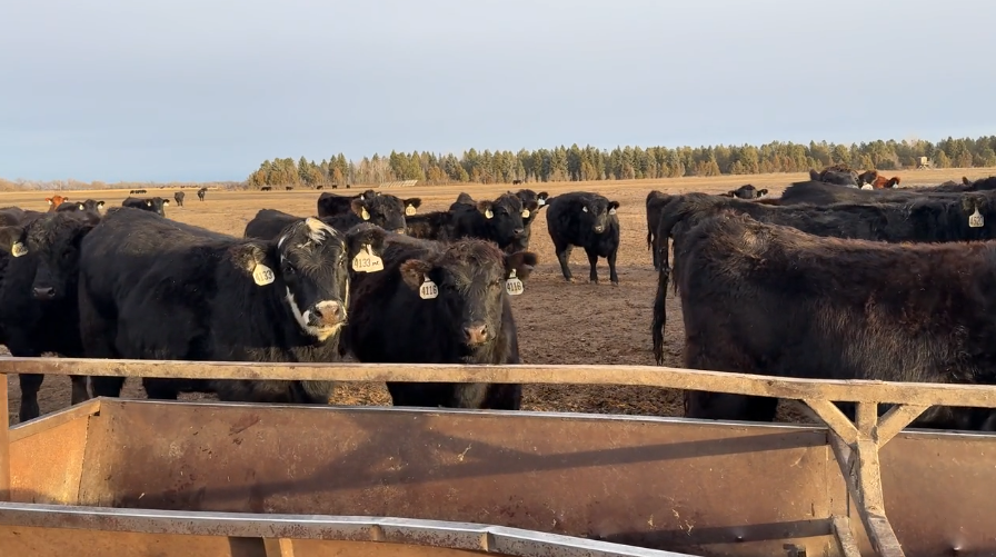 April-May calving, Mostly home raised, 1100lbs, END OF THE YEAR FIND!-BH1217E5